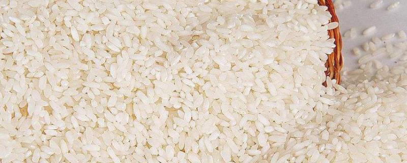 粳米是什么米（粳米是什么米和大米有区别吗?）
