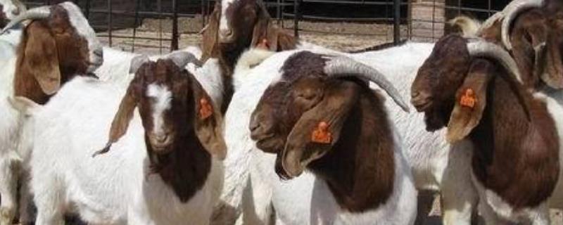 波尔杂交肉羊养殖技术，需适时补饲 杂交波尔山羊养殖方法