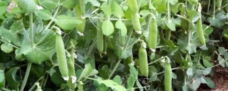 豌豆的种植时间，附病虫害防治方法（豌豆常见病虫害及防治）
