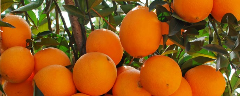 赣南脐橙怎么种植，有哪些种植要点（赣南早脐橙品种）
