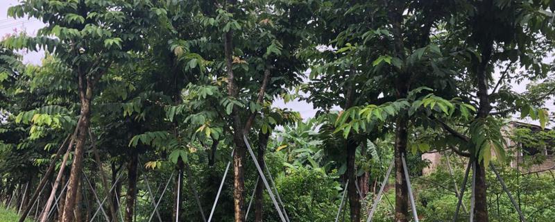 香樟树的种植方法，附其生长习性 香樟树的种植条件