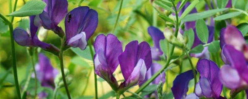 紫花苜蓿的播种时间，附种植方法（紫花苜蓿栽培技术 苜蓿种植方法）
