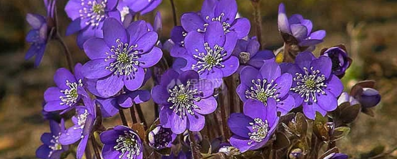 紫罗兰的开花时间，附种植方法 紫罗兰花种植时间和方法