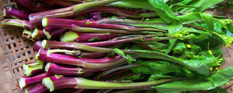紫菜苔什么时候种植，附种植方法 紫菜苔适合哪些省份种植