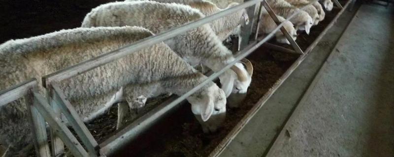 羊有哪些精饲料配方，附养羊的常见方式
