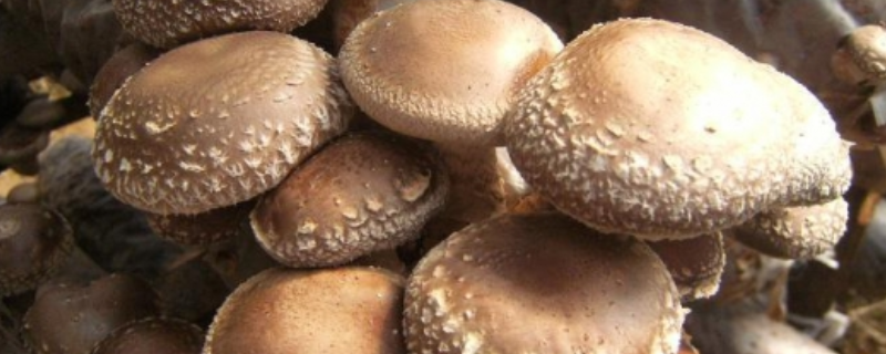 香菇高产栽培技术，有哪些要点 香菇高效栽培技术