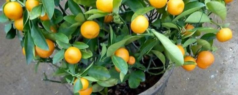 小金橘籽如何种小盆栽，该如何养护 家庭盆栽小金橘怎么养