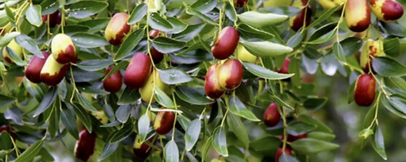 枣树的种植方法，有哪些管理要点 盆栽枣树种植栽培与管理