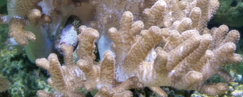 珊瑚棍的繁殖方法，附养护要点（珊瑚棒怎么繁殖）
