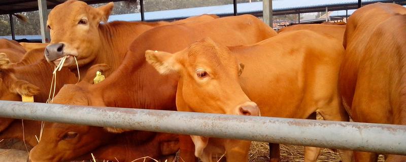 黄牛的养殖方法，有哪些要点 养黄牛技术,黄牛养殖技术大全_致富热