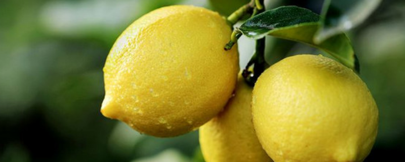 发芽了的柠檬籽怎么种，附日常管理 柠檬籽怎么种才能发芽