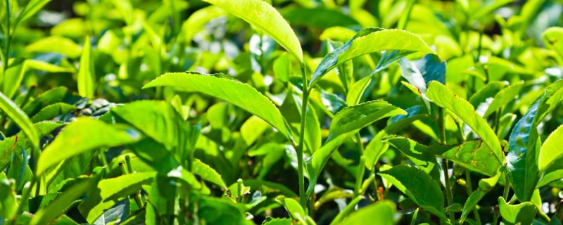 茶叶籽有什么种植方法，这八点是关键