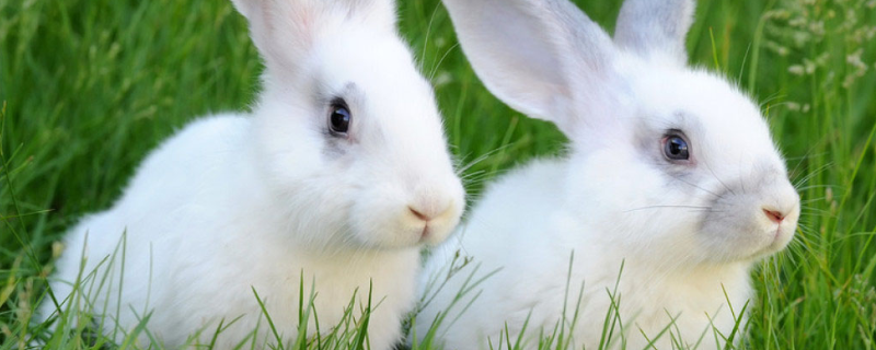 小白兔的养殖方法，这五点是关键（养殖小白兔要注意事项）