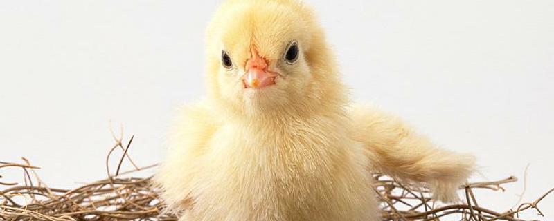 常见导致雏鸡死亡率高的六大原因，容易感染哪些疾病