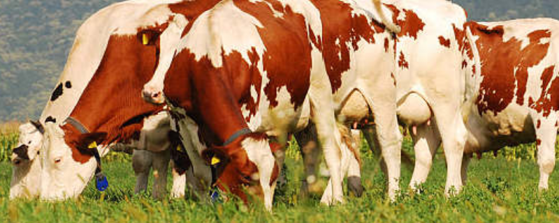 繁殖母牛该怎么养殖，这三点是关键 养牛知识,母牛繁殖技术