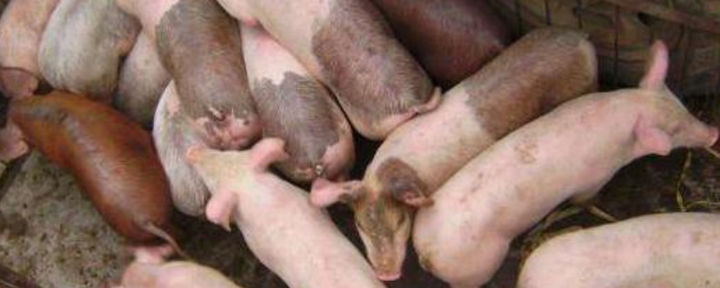 三元猪能不能做母猪，什么是三元猪 育肥猪的三元猪可以做母猪吗