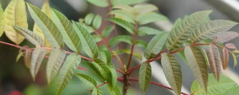 香椿树籽种植方法，附生长习性（香椿树的种植技术）
