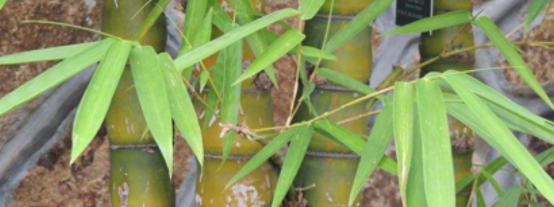 竹子怎么种植，有哪些技术要点 竹子要怎样种植方法