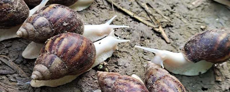 白玉蜗牛饲养水，附饲料选择 白玉蜗牛饲养说明