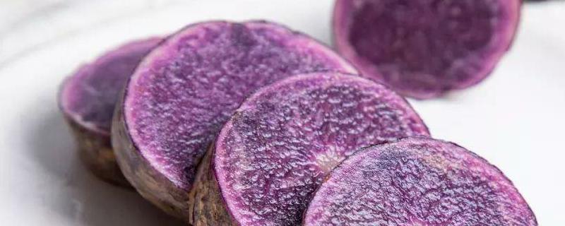 紫色马铃薯（紫色马铃薯是紫薯吗）