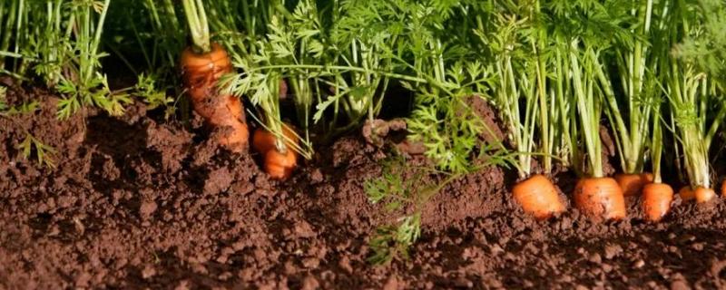 胡萝卜的浇水时间，附其种植方法 种植胡萝卜浇水时间及方法