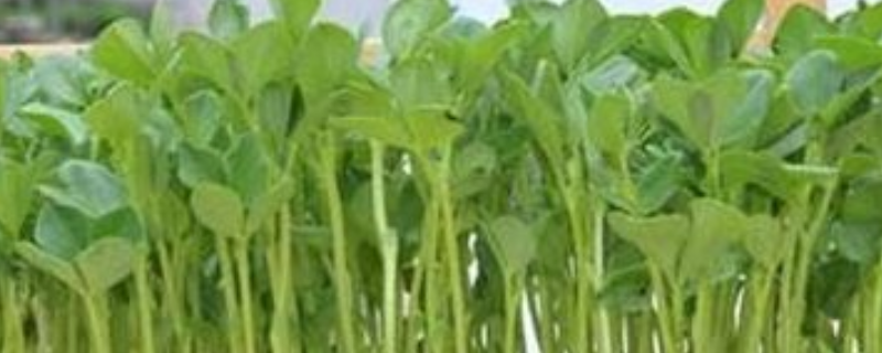 芽菜种植技术，主要有七个方面 芽菜种植系统主要利用什么技术