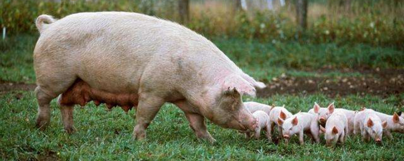母猪假孕有哪些特征，养殖户可从这三个方面来判断