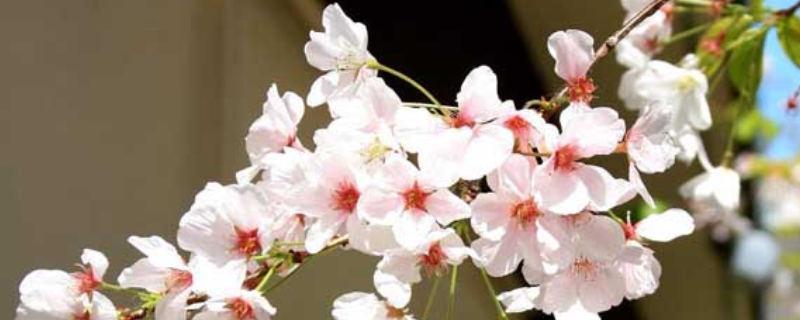 樱花树扦插技术，主要有以下五方面 开花中的樱花扦插