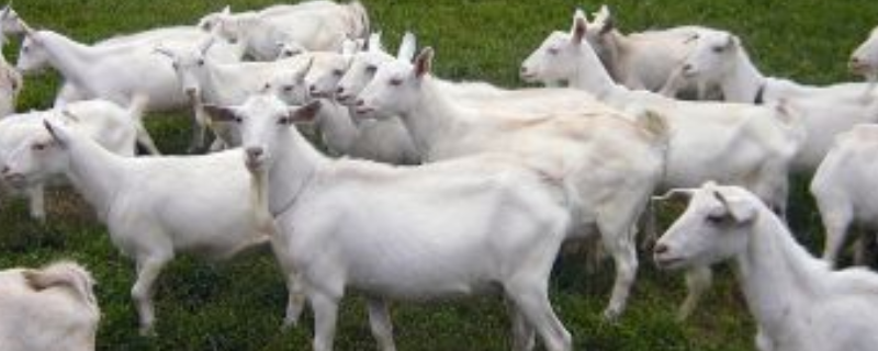 如何养好马头山羊（马头山羊养殖技术）