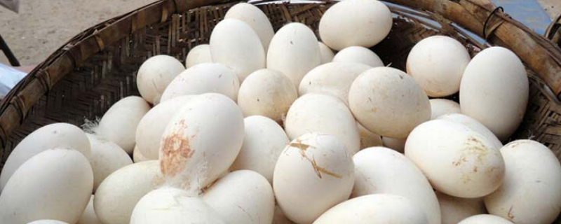 鹅的孵化技术，鹅蛋的结构特点 鹅蛋的孵化条件