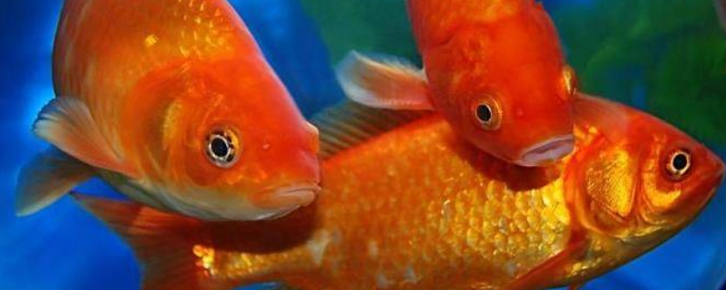 红鲤鱼的养殖方法，这五点是关键 养红鲤鱼要什么水质