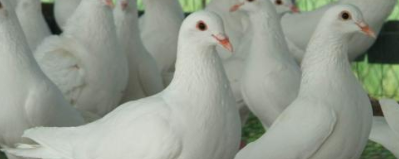 肉鸽如何才能提高成活率 怎样才能提高肉鸽产量