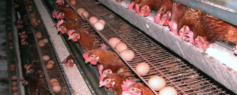 蛋鸡养殖技术，附不同阶段的管理（蛋鸡饲养管理技术要点）
