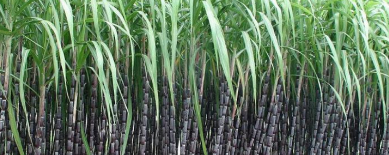 甘蔗的施肥方法，有哪些施肥原则（甘蔗的需肥规律与施肥技术）