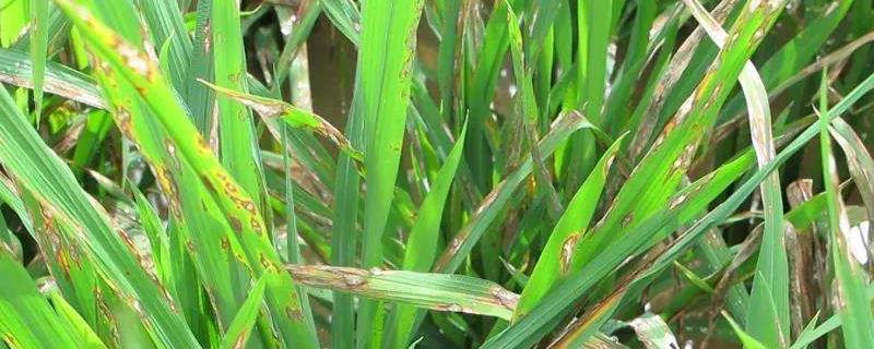 防治水稻穗颈瘟的特效药有哪些，附预防方法
