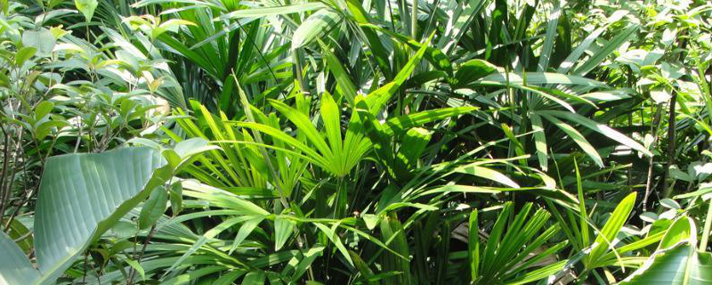 棕竹的养殖方法，详细介绍 棕竹的养殖方法如何过冬