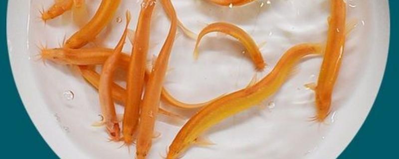 黄金泥鳅的养殖方法，有哪些要点 养黄金泥鳅有什么忌讳吗