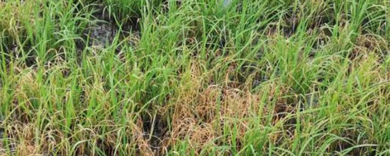 直播旱稻有哪些除草配方，附直播旱稻的种植技术