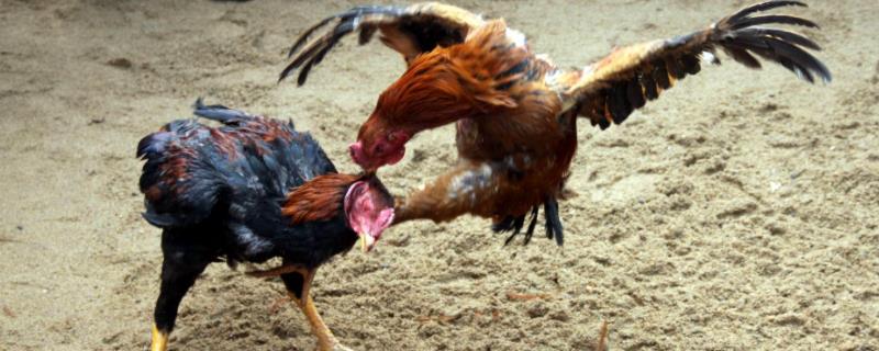 斗鸡养殖技术，斗鸡需驯跑驯斗 斗鸡的饲养与训练
