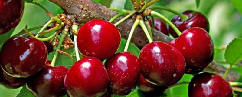 玛瑙红樱桃怎么栽培，有哪些要点（红玛瑙樱桃树百科）