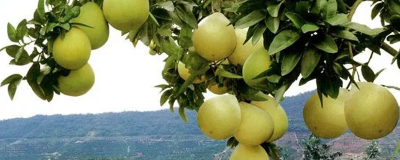 蜜柚怎么种植，蜜柚有哪些市场价值 蜜柚种植技术