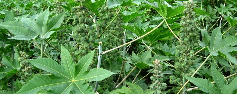 蓖麻高效种植方法，有哪些技术要点 蓖麻栽培技术