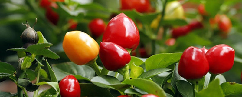 五色椒怎么种植，有哪些技术要点 五彩辣椒的种植方法