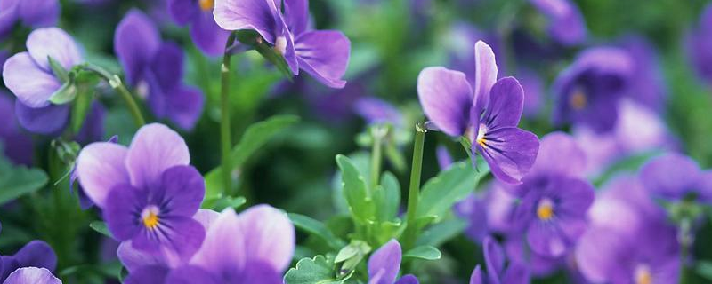 紫罗兰的养殖方法，生长习性是什么 紫罗兰生长条件