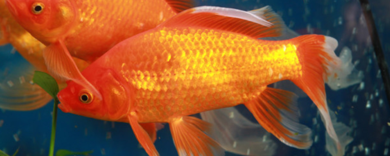金鲫鱼的养殖方法，这四点是关键 黄金鲫鱼养殖技术