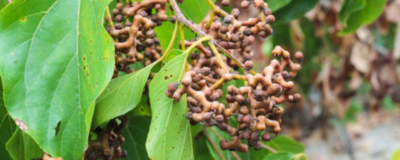 拐枣树高产种植技术，有哪些要点 拐枣的种植技术和条件