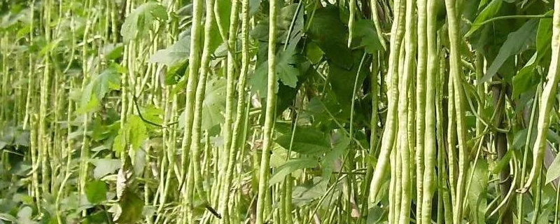 有机豇豆夏秋季高产种植技术，选用什么品种好
