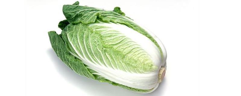 有机大白菜在早秋时期的种植方法 有机大白菜在早秋时期的种植方法和时间