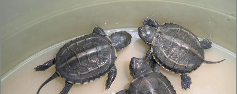 草龟苗冬季应该怎么养，附草龟的食性与繁殖方法