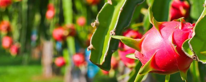 火龙果籽的种植方法，附火龙果盆栽的养护方法